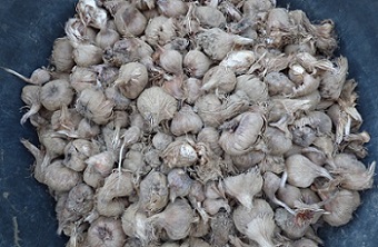 Bulbi zafferano - ccTorino - prodotti dal carcere