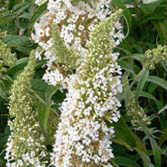 Buddleja Cascina Bollate