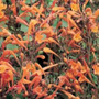 Erbacea perenne Cascina Bollate
