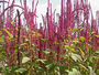 Erbacea annuale Cascina Bollate