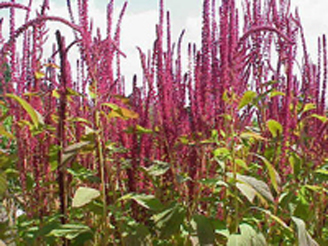 Erbacea annuale Cascina Bollate