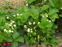 fragole "Modena"