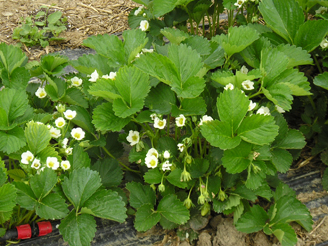 fragole "Modena"