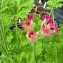 Geranio profumato Cascina Bollate