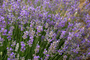 Lavanda cascina bollate
