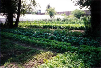 Ortaggi delle meraviglie