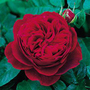 Rosa Cascina Bollate